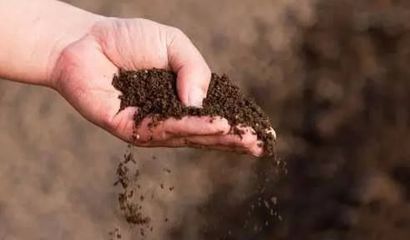 微生物肥料 土壤生態修復的綠色未來主力軍